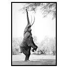 Gallerix Poster Standing Tall Elephant 3534-21x30G