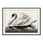 Gallerix Poster The Swan 3706-50x70