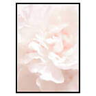 Gallerix Poster Tender Flowers No1 2656-50x70