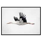 Gallerix Poster Watercolor Stork 3182-30x40