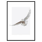 Gallerix Poster White Owl 2690-70x100