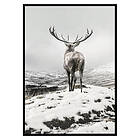 Gallerix Poster Winter Roe Deer 2682-30x40