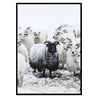 Gallerix Poster Winter Sheep 2686-50x70