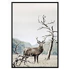 Gallerix Poster Winter Deer 2683-70x100