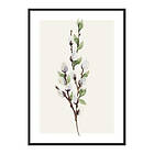 Gallerix Poster Willow Branches 4019-21x30