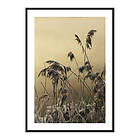 Gallerix Poster Winter Reed No2 3741-21x30G