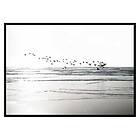 Gallerix Poster Birds Over Beach 3368-21x30