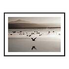 Gallerix Poster Birds In Nature Water 3900-50x70