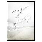 Gallerix Poster Black-Headed Seagulls 3371-21x30