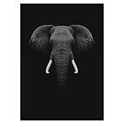 Gallerix Poster Black Elephant 3032-50x70
