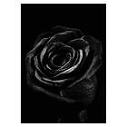 Gallerix Poster Black Rose 3017-30x40