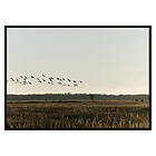 Gallerix Poster Birds Flyby 2962-21x30