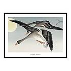 Gallerix Poster Birds At Full Moon By Ohara Koson 4291-21x30