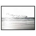 Gallerix Poster Birds Over Beach 3368-21x30G