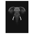 Gallerix Poster Black Elephant 3032-30x40