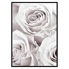 Gallerix Poster Bright Pink Roses No1 3418-21x30G