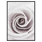 Gallerix Poster Bright Pink Rose No1 3419-21x30