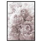 Gallerix Poster Bright Pink Roses No2 3420-50x70