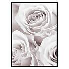 Gallerix Poster Bright Pink Roses No1 3418-30x40