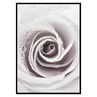 Gallerix Poster Bright Pink Rose No1 3419-21x30G