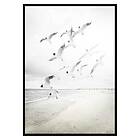 Gallerix Poster Black-Headed Seagulls 3371-21x30G