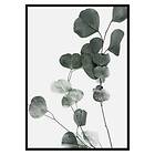 Gallerix Poster Eucalyptus No7 3437-50x70