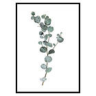 Gallerix Poster Eucalyptus No1 2659-21x30G