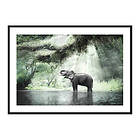 Gallerix Poster Elephant In Sunlight 4184-50x70