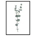 Gallerix Poster Eucalyptus No2 2660-21x30