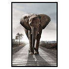 Gallerix Poster Elephant Road 3008-21x30G