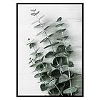 Gallerix Poster Eucalyptus No6 3436-21x30G