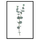 Gallerix Poster Eucalyptus No2 2660-30x40