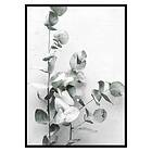 Gallerix Poster Eucalyptus No4 3434-50x70