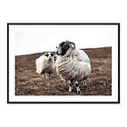 Gallerix Poster Farm Sheep 3849-50x70