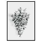 Gallerix Poster Eucalyptus No5 3435-21x30