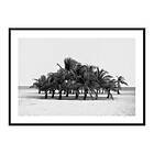 Gallerix Poster Group Of Palms 3776-30x40