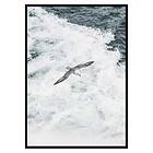 Gallerix Poster Grey Seagull 3385-50x70