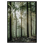 Gallerix Poster Light Through Trees 2895-21x30