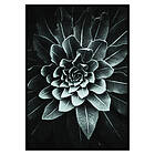 Gallerix Poster Leaf Rosette 3519-21x30G