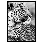 Gallerix Poster Leopard B&W 3532-50x70