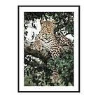 Gallerix Poster Leopard In Tree 4306-30x40
