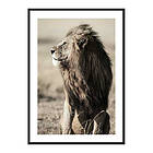 Gallerix Poster Lion In Profile 3779-21x30