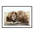Gallerix Poster Lion Bothers 3878-50x70
