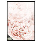 Gallerix Poster Loving Roses No1 2654-50x70