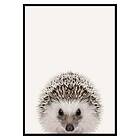 Gallerix Poster Baby Hedgehog 3173-50x70