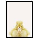 Gallerix Poster Baby Duck 3174-21x30