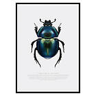 Gallerix Poster Beetle Display 2679-30x40