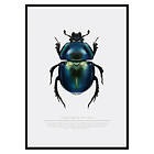 Gallerix Poster Beetle Display 2679-70x100