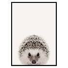 Gallerix Poster Baby Hedgehog 3173-21x30