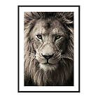 Gallerix Poster African Lion 3778-30x40